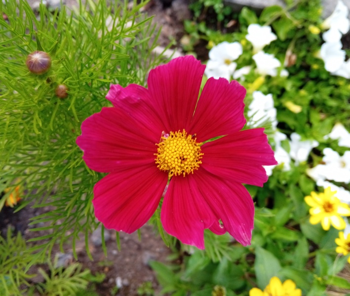 07-krasenka zperena - Cosmos bipinnatus 1.jpg